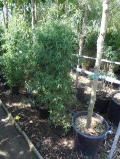 Niet Woekerende Bamboe (Fargesia 'Jiuzhaigou') -Green Roots Exporteren Winkel fargesia jiu 125 150 c12 1