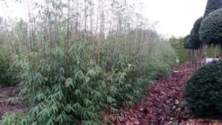 Niet Woekerende Bamboe (Fargesia 'Jiuzhaigou') -Green Roots Exporteren Winkel fargesia jiuzaghou 4 1 1