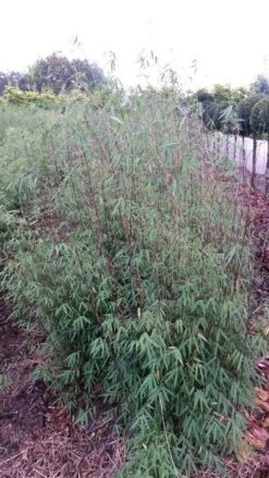 Niet Woekerende Bamboe (Fargesia 'Jiuzhaigou') -Green Roots Exporteren Winkel fargesia jiuzaghou 4 2 1