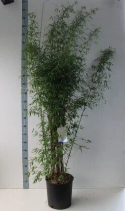 Niet Woekerende Bamboe (Fargesia 'Jiuzhaigou') -Green Roots Exporteren Winkel fargesia juizhaigo 125 150 co. 18l kopie kopie 1
