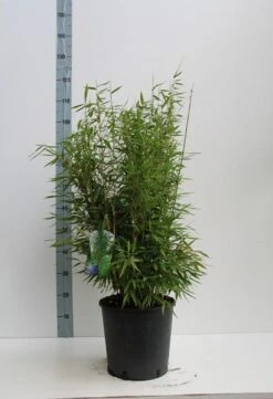 Niet Woekerende Bamboe (Fargesia 'Dino') -Green Roots Exporteren Winkel fargesia m. dino 80 100 cm co. 12l v kopie 1