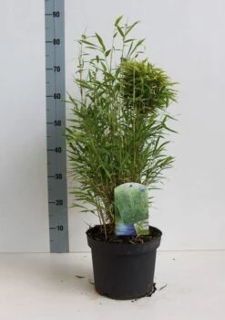 Niet Woekerende Bamboe (Fargesia Murieliae 'Bimbo') -Green Roots Exporteren Winkel fargesia m bimbo 40 50 cm co. 5l kopie 1