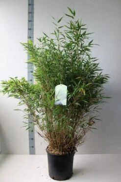 Niet Woekerende Bamboe (Fargesia Murieliae 'Simba') -Green Roots Exporteren Winkel fargesia m simba 80 100 cm co. 15 kopie