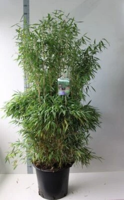 Niet Woekerende Bamboe (Fargesia Murieliae 'Jumbo') -Green Roots Exporteren Winkel fargesia m super jumbo 125 150 co. 30l kopie