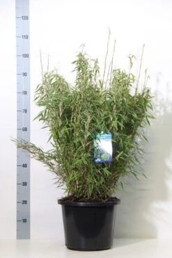Niet Woekerende Bamboe (Fargesia Murieliae 'Bimbo') -Green Roots Exporteren Winkel fargesia mur. bimbo 60 80 cm co. 12l