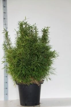 Niet Woekerende Bamboe (Fargesia Murieliae 'Bimbo') -Green Roots Exporteren Winkel fargesia mur. bimbo 80 100 cm co. 30l