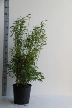 Niet Woekerende Bamboe (Fargesia 'Dino') 8 Niet Woekerende Bamboe (Fargesia 'Dino') -Green Roots Exporteren Winkel fargesia mur. dino 80 100 cm co. 12l v