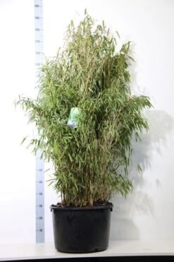 Niet Woekerende Bamboe (Fargesia Murieliae 'Simba') -Green Roots Exporteren Winkel fargesia mur. simba 125 150 cm co. 40l