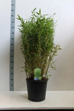 Niet Woekerende Bamboe (Fargesia Murieliae 'Simba') -Green Roots Exporteren Winkel fargesia mur. simba 80 100 cm co. 15l kopie kopie