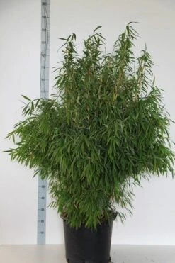 Niet Woekerende Bamboe (Fargesia Murieliae 'Jumbo') -Green Roots Exporteren Winkel fargesia mur. super jumbo 125 150 cm co.30l