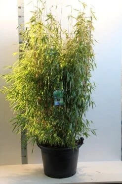 Niet Woekerende Bamboe (Fargesia Murieliae 'Jumbo') -Green Roots Exporteren Winkel fargesia mur. super jumbo 150 175 cm co. 35l