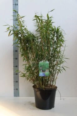 Niet Woekerende Bamboe (Fargesia Murieliae 'Jumbo') -Green Roots Exporteren Winkel fargesia mur. super jumbo 60 80 cm co. 7.5l kopie