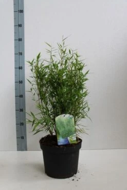 Niet Woekerende Bamboe (Fargesia Murieliae 'Bimbo') -Green Roots Exporteren Winkel fargesia mur bimbo 40 60 co. 5l kopie