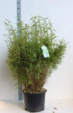 Niet Woekerende Bamboe (Fargesia Murieliae 'Bimbo') -Green Roots Exporteren Winkel fargesia mur bimbo 80 100 cm co. 25l kopie 1