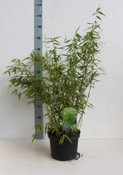 Niet Woekerende Bamboe (Fargesia Murieliae 'Simba') -Green Roots Exporteren Winkel fargesia mur simba 50 60 cm co.5l kopie