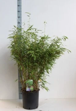 Niet Woekerende Bamboe (Fargesia Murieliae 'Jumbo') -Green Roots Exporteren Winkel fargesia mur super jumbo 80 100 cm co. 12l. kopie