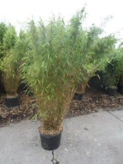 Niet Woekerende Bamboe (Fargesia Murieliae 'Jumbo') -Green Roots Exporteren Winkel fargesia murieliae jumbo 150 175 c25 1