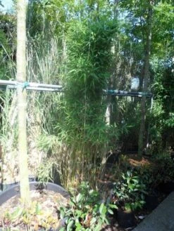 Niet Woekerende Bamboe (Fargesia Murieliae 'Jumbo') -Green Roots Exporteren Winkel fargesia murieliae jumbo 175 200 c35 2