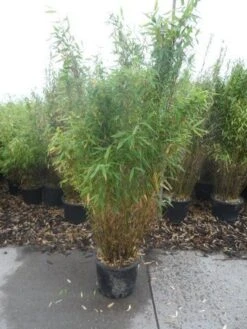 Niet Woekerende Bamboe (Fargesia Murieliae 'Simba') -Green Roots Exporteren Winkel fargesia murieliae simba 125 150 c20