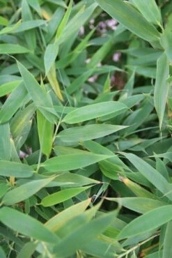 Niet Woekerende Bamboe (Fargesia Murieliae 'Simba') -Green Roots Exporteren Winkel fargesia murieliae simba 1 1