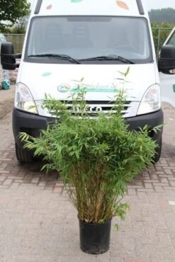 Niet Woekerende Bamboe (Fargesia Murieliae 'Simba') -Green Roots Exporteren Winkel fargesia murieliae simba 2 1