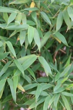 Niet Woekerende Bamboe (Fargesia Murieliae 'Simba') -Green Roots Exporteren Winkel fargesia murieliae simba 3