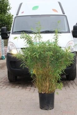 Niet Woekerende Bamboe (Fargesia Murieliae 'Simba') -Green Roots Exporteren Winkel fargesia murieliae simba 4