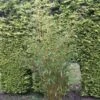 Niet Woekerende Bamboe (Fargesia Robusta)