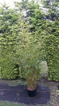 Niet Woekerende Bamboe (Fargesia Robusta)