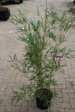 Niet Woekerende Bamboe (Fargesia Robusta) -Green Roots Exporteren Winkel fargesia robusta 1