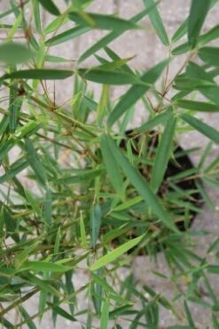 Niet Woekerende Bamboe (Fargesia Robusta) -Green Roots Exporteren Winkel fargesia robusta 2 1