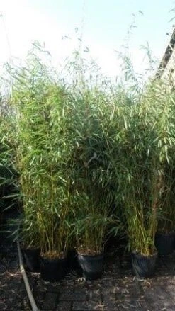 Niet Woekerende Bamboe (Fargesia Robusta) -Green Roots Exporteren Winkel fargesia rubusta