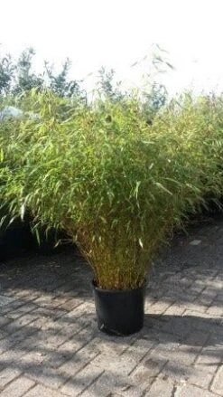 Bamboe (Fargesia Rufa) 17 Bamboe (Fargesia Rufa) -Green Roots Exporteren Winkel fargesia rufa 1