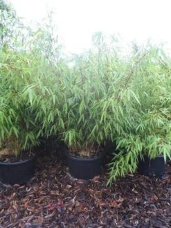 Bamboe (Fargesia Rufa) -Green Roots Exporteren Winkel fargesia rufa 100 125 c25 1
