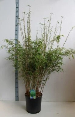 Bamboe (Fargesia Rufa) -Green Roots Exporteren Winkel fargesia rufa 120 140 cm co. 18 kopie 1