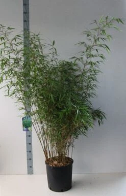 Bamboe (Fargesia Rufa) 21 Bamboe (Fargesia Rufa) -Green Roots Exporteren Winkel fargesia rufa 125 150 co. 18l kopie kopie
