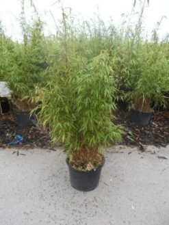 Bamboe (Fargesia Rufa) 23 Bamboe (Fargesia Rufa) -Green Roots Exporteren Winkel fargesia rufa 80 100 125 c12