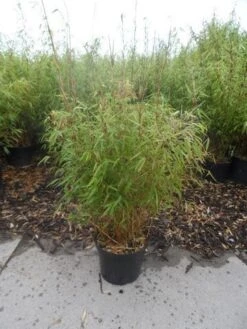 Bamboe (Fargesia Rufa) 22 Bamboe (Fargesia Rufa) -Green Roots Exporteren Winkel fargesia rufa 80 100 c10