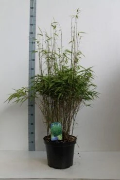Bamboe (Fargesia Rufa) 19 Bamboe (Fargesia Rufa) -Green Roots Exporteren Winkel fargesia rufa 80 100 co. 10l kopie