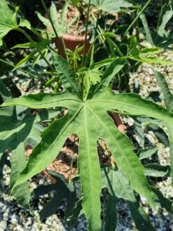 Vingerplant (Fatsia Polycarpa 'Green Fingers') -Green Roots Exporteren Winkel fatisa polycarpa green fingers 2 1