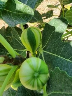 Vijg Op Stam (Ficus Carica 'Panache') -Green Roots Exporteren Winkel ficus caira panachee 2 1 1