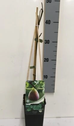 Vijg (Ficus Carica) -Green Roots Exporteren Winkel ficus carica 50 60 c2 1