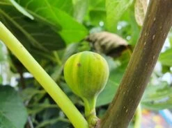 Vijg (Ficus Carica 'Panache') -Green Roots Exporteren Winkel ficuscaricapanache01