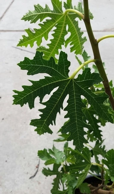 Vijg (Ficus Carica 'Ice Crystal') 2 Vijg (Ficus Carica 'Ice Crystal') - Afbeelding 2