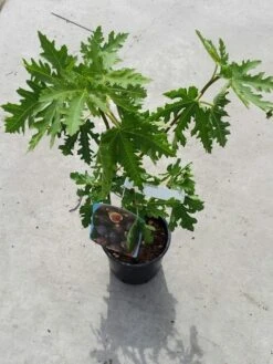 Vijg (Ficus Carica 'Ice Crystal') 5 Vijg (Ficus Carica 'Ice Crystal') -Green Roots Exporteren Winkel ficusicecrystal03