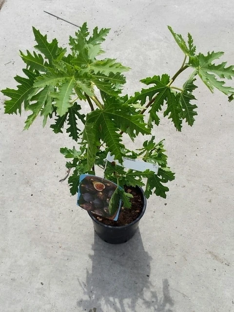 Vijg (Ficus Carica 'Ice Crystal') 3 Vijg (Ficus Carica 'Ice Crystal') - Afbeelding 3