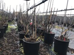 Vijg (Ficus Carica 'Panache') -Green Roots Exporteren Winkel ficuspanache