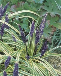 Leliegras (Liriope Muscari 'Variegata')