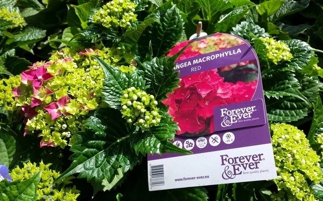 Hortensia Rood (Hydrangea 'Forever&Ever') 8 Hortensia Rood (Hydrangea 'Forever&Ever') - Afbeelding 8