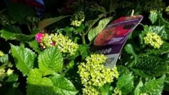Hortensia Rood (Hydrangea 'Forever&Ever') -Green Roots Exporteren Winkel foreverandever red02 1